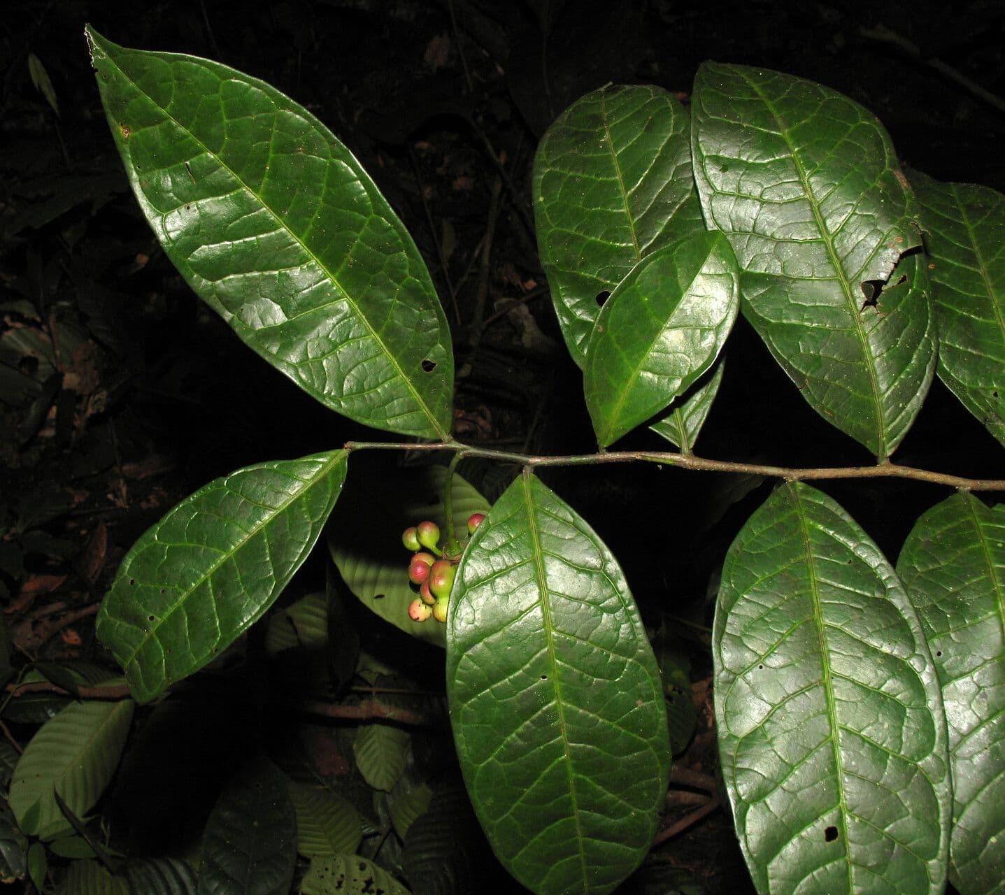 Cymbopetalum 8
