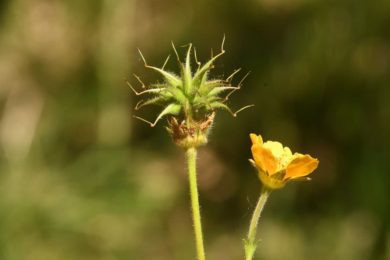 Geum