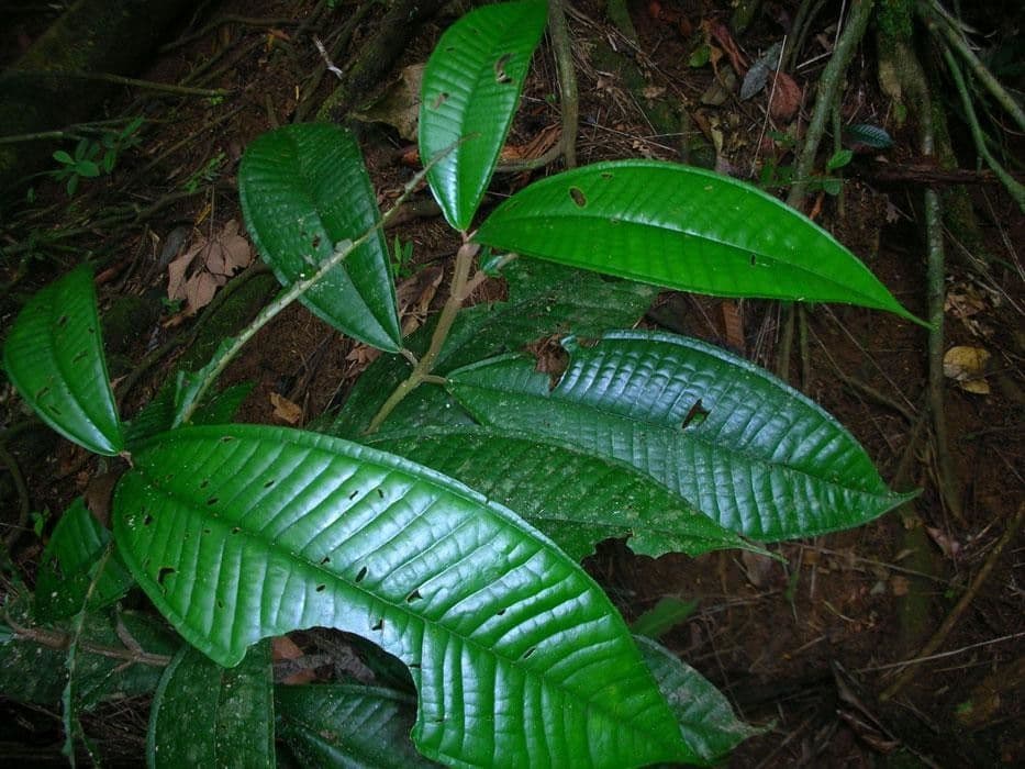 Miconia 3