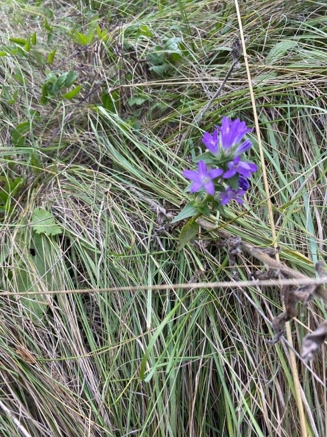 Campanula agglomerata 11