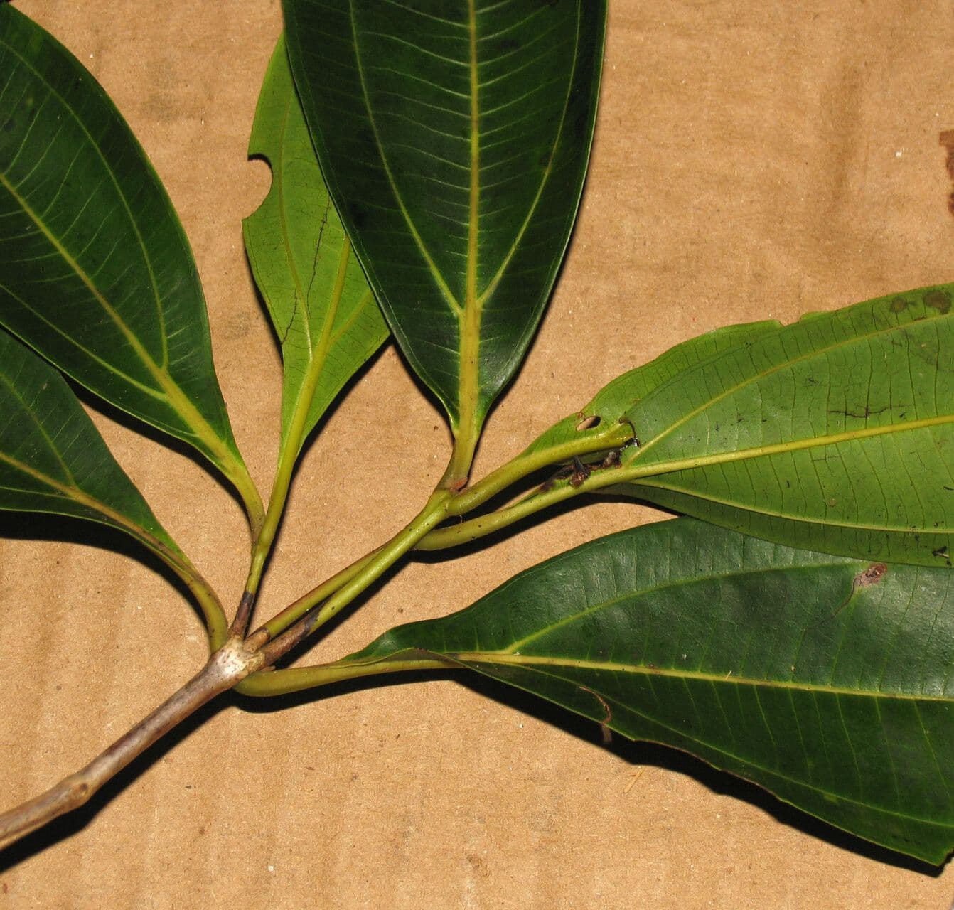 Miconia 4