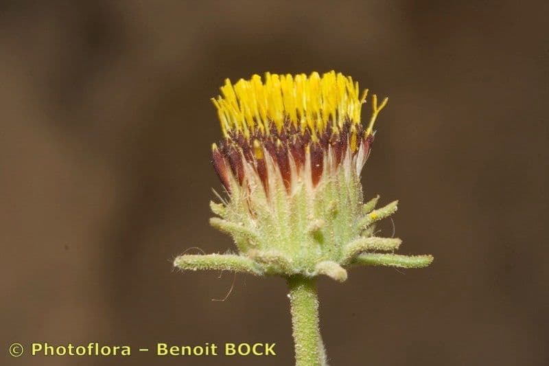 Perralderia 4