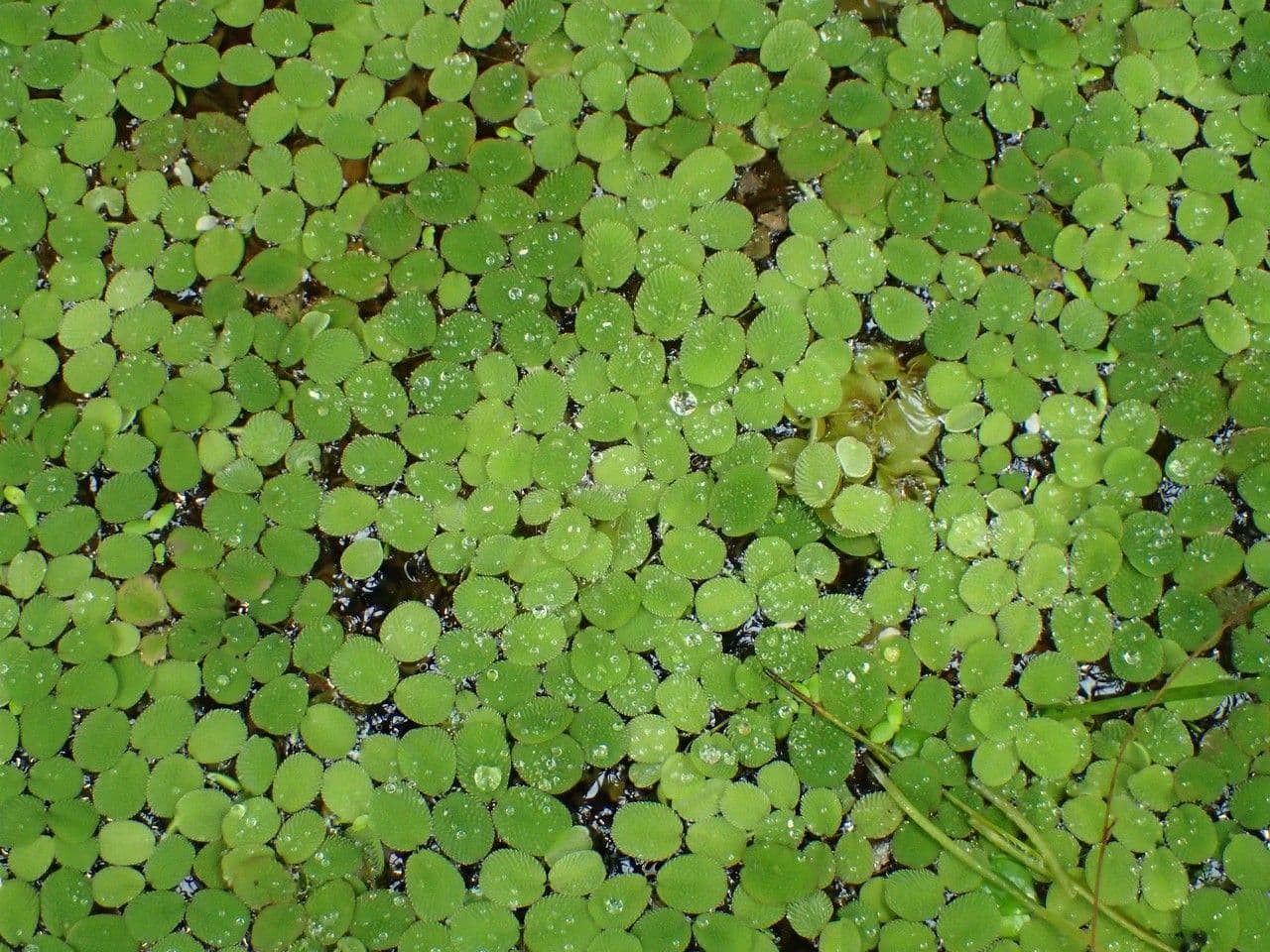 Salvinia minima 4
