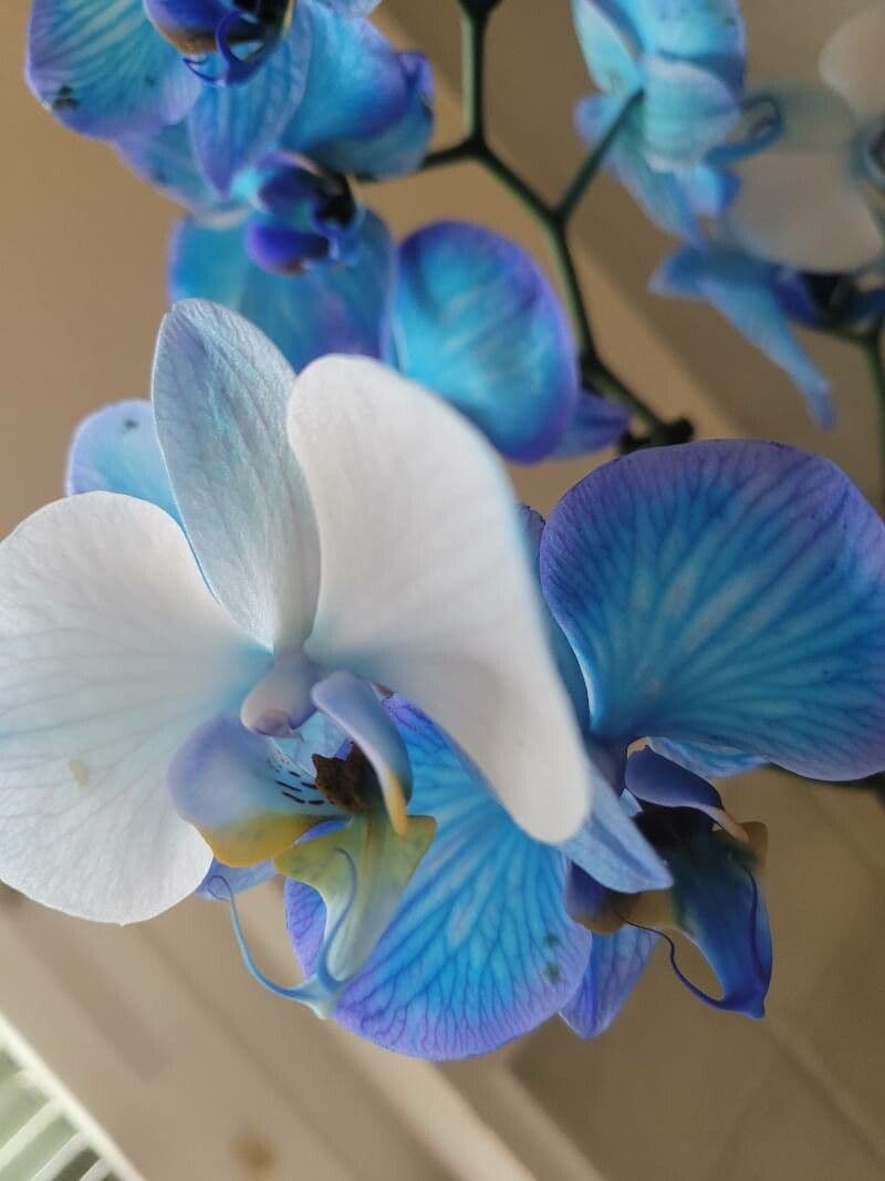 Orchidea farfalla 23