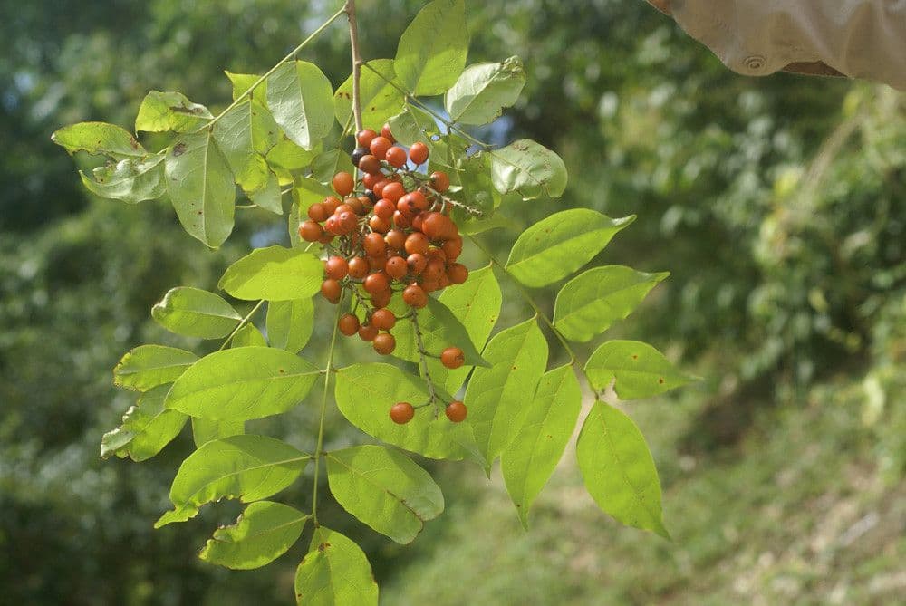 Picramnia pentandra 2