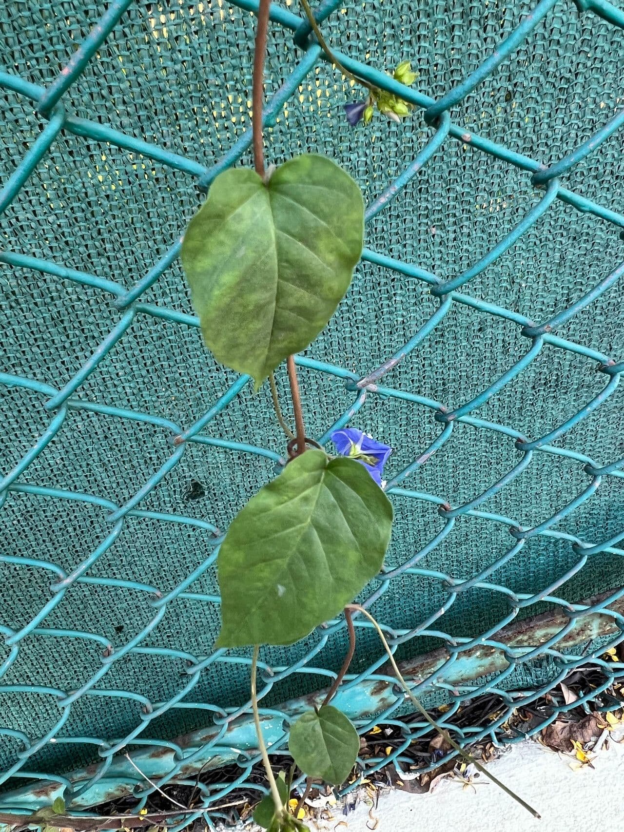 Jacquemontia pentanthos 12