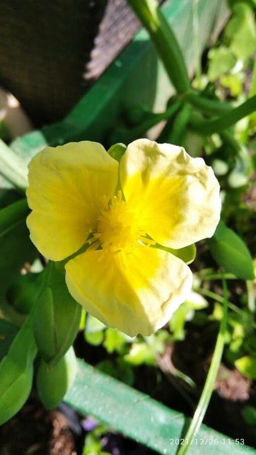 Limnocharis