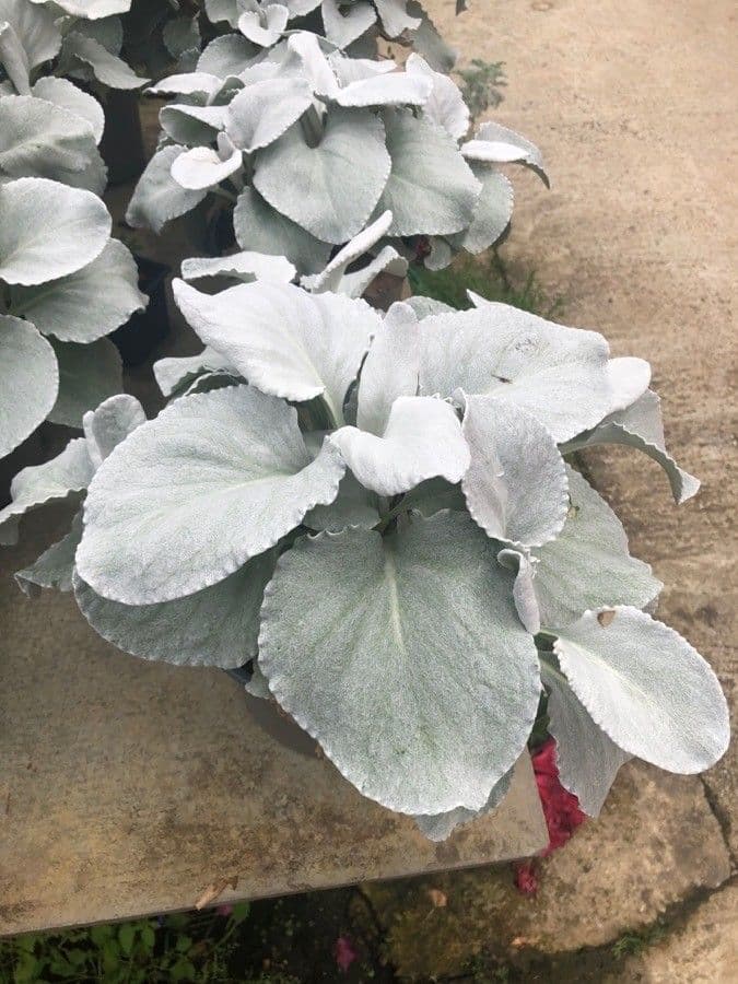 Senecio 9
