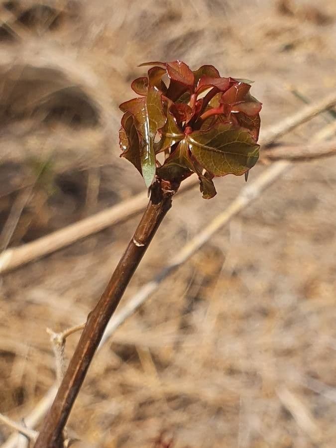 Commiphora