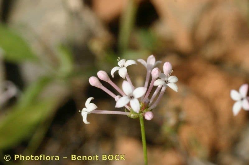 Asperula hirsuta 19