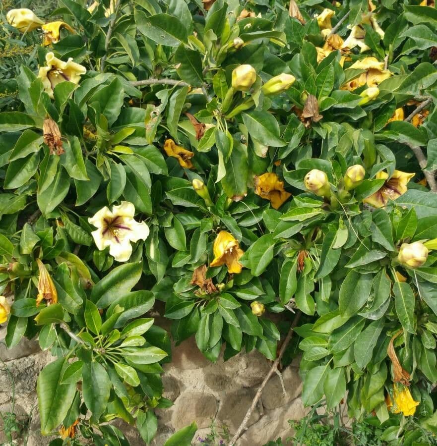 Solandra 6