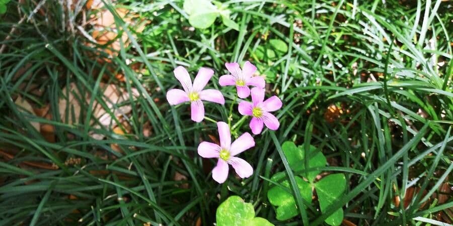 Acetosa viola 17