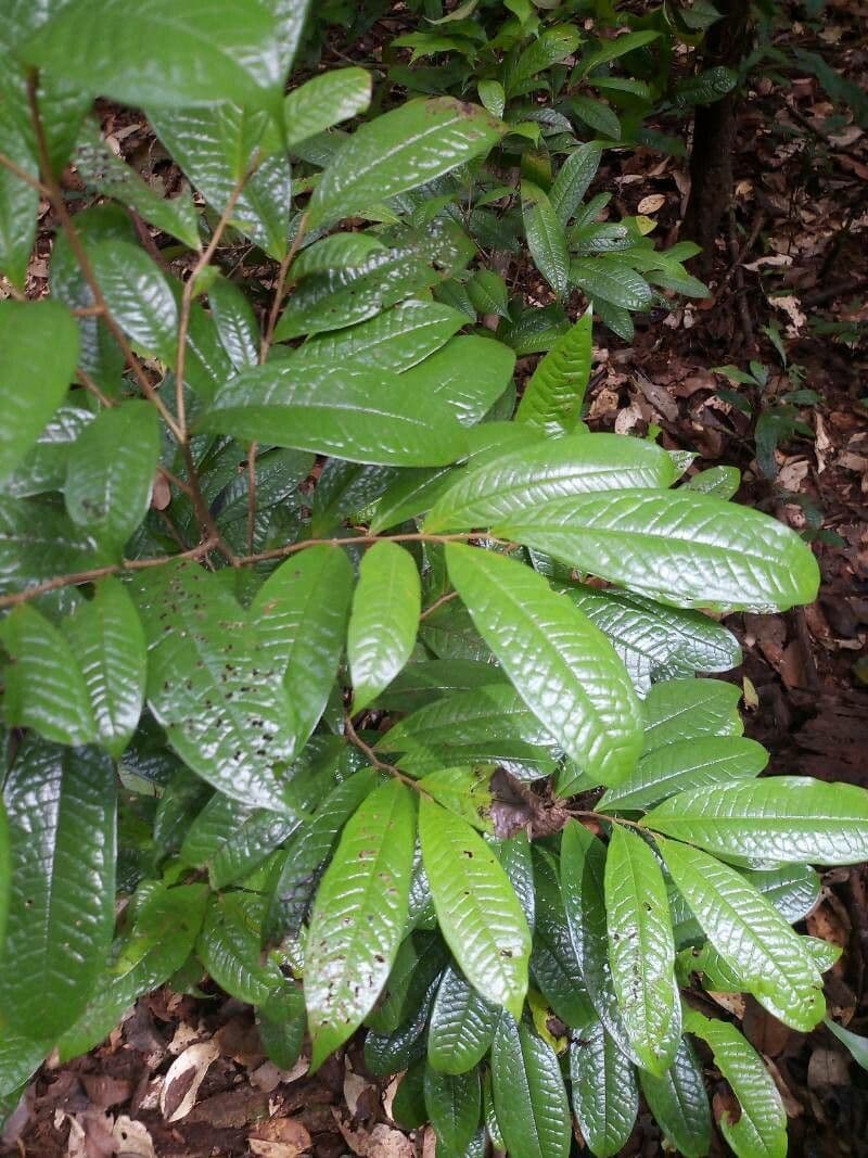 Duguetia 4