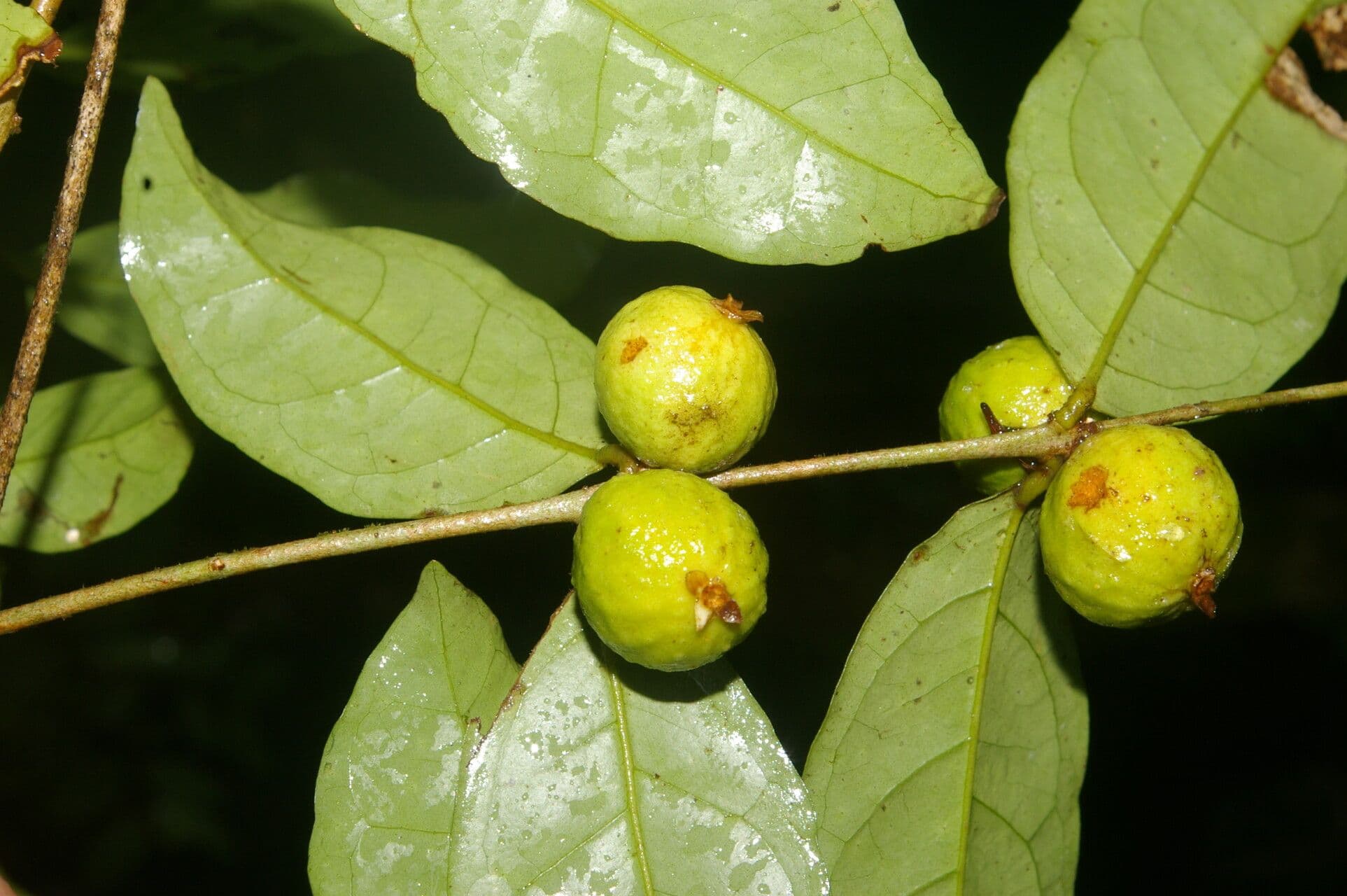 Eugenia 5