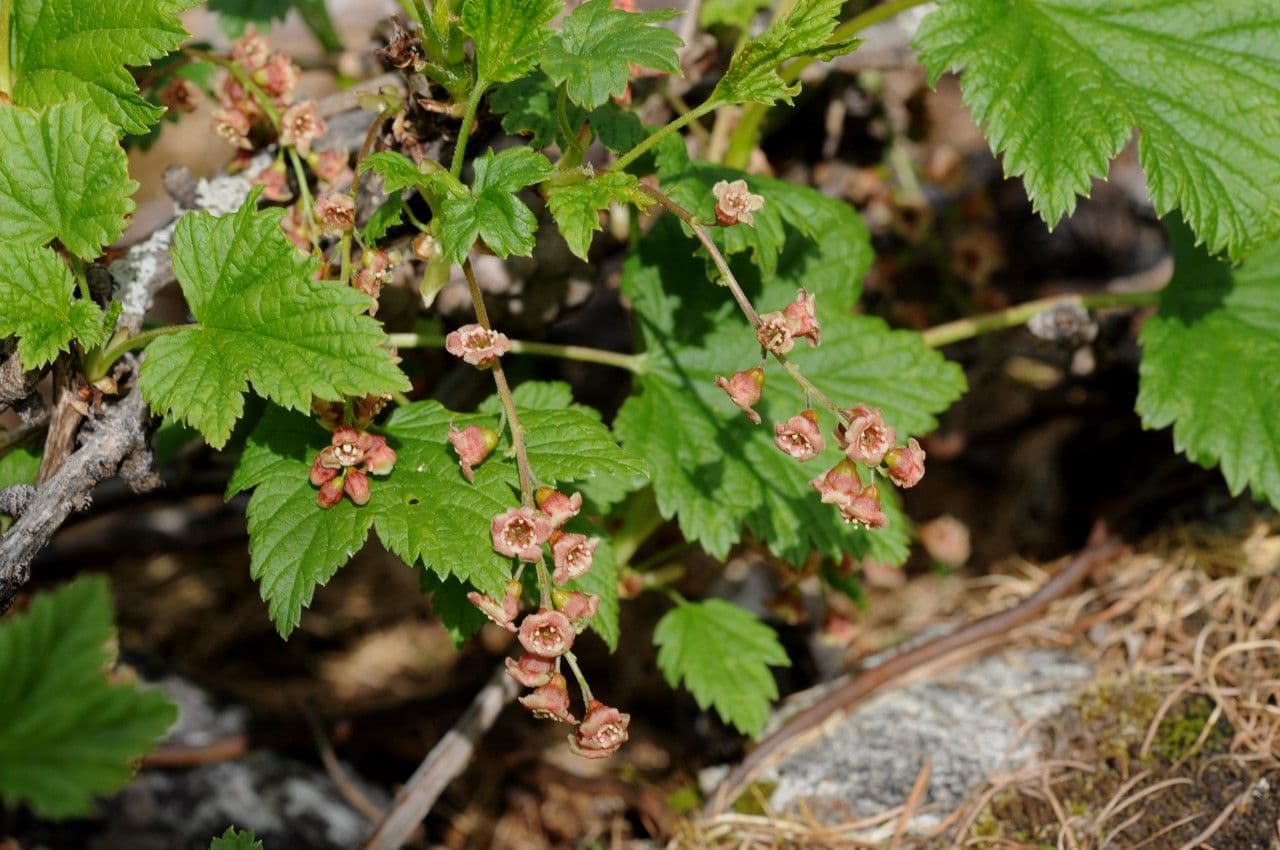 Ribes petraeum 24