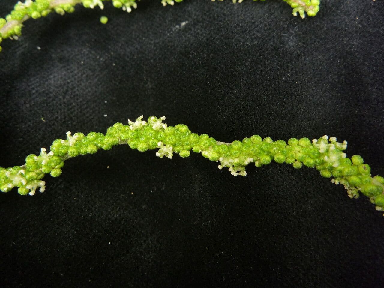 Himalaya-Brennnessel 6