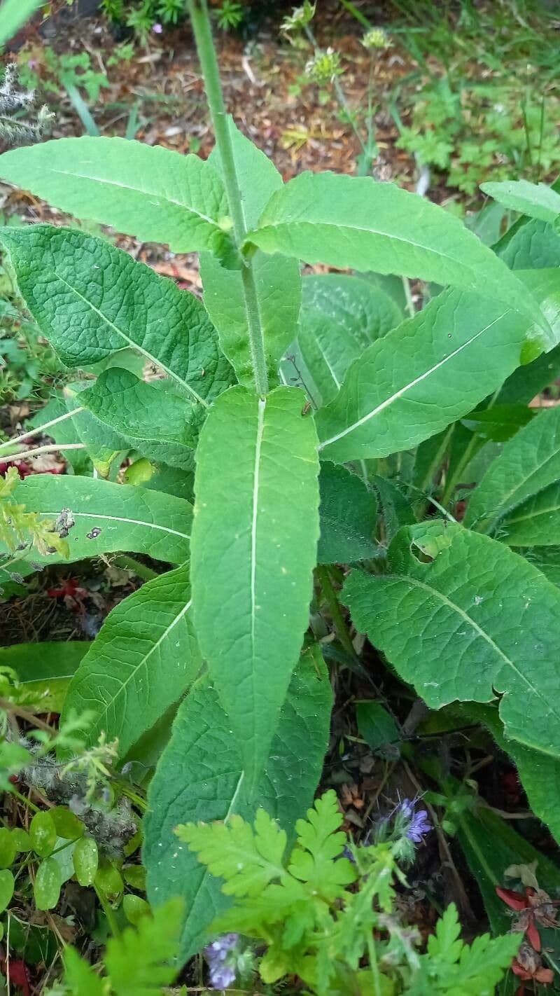 Knautia 14