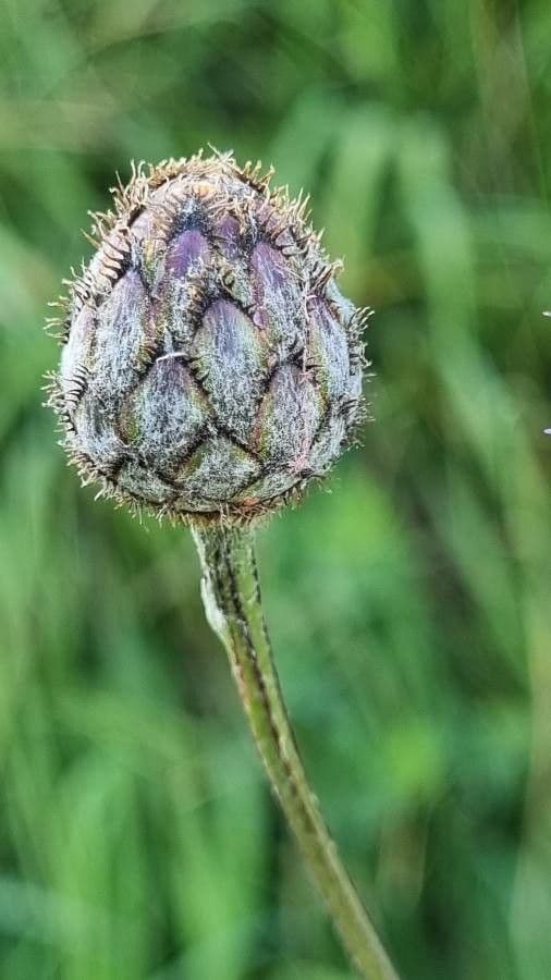 Centaurea vedovina 26
