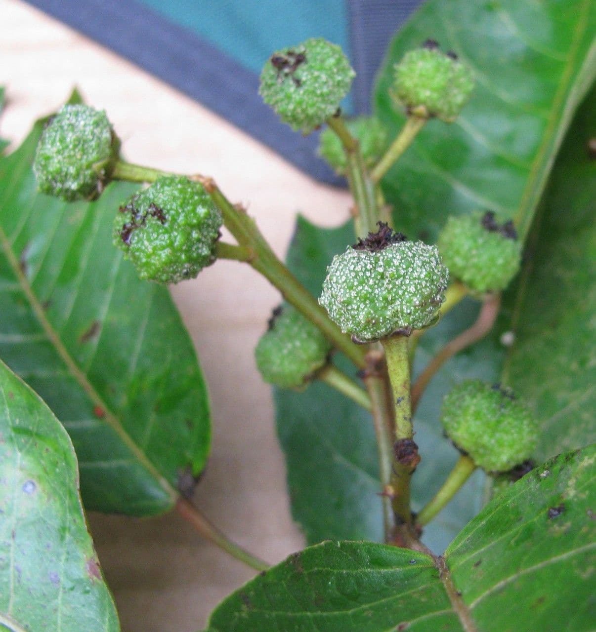 Croton