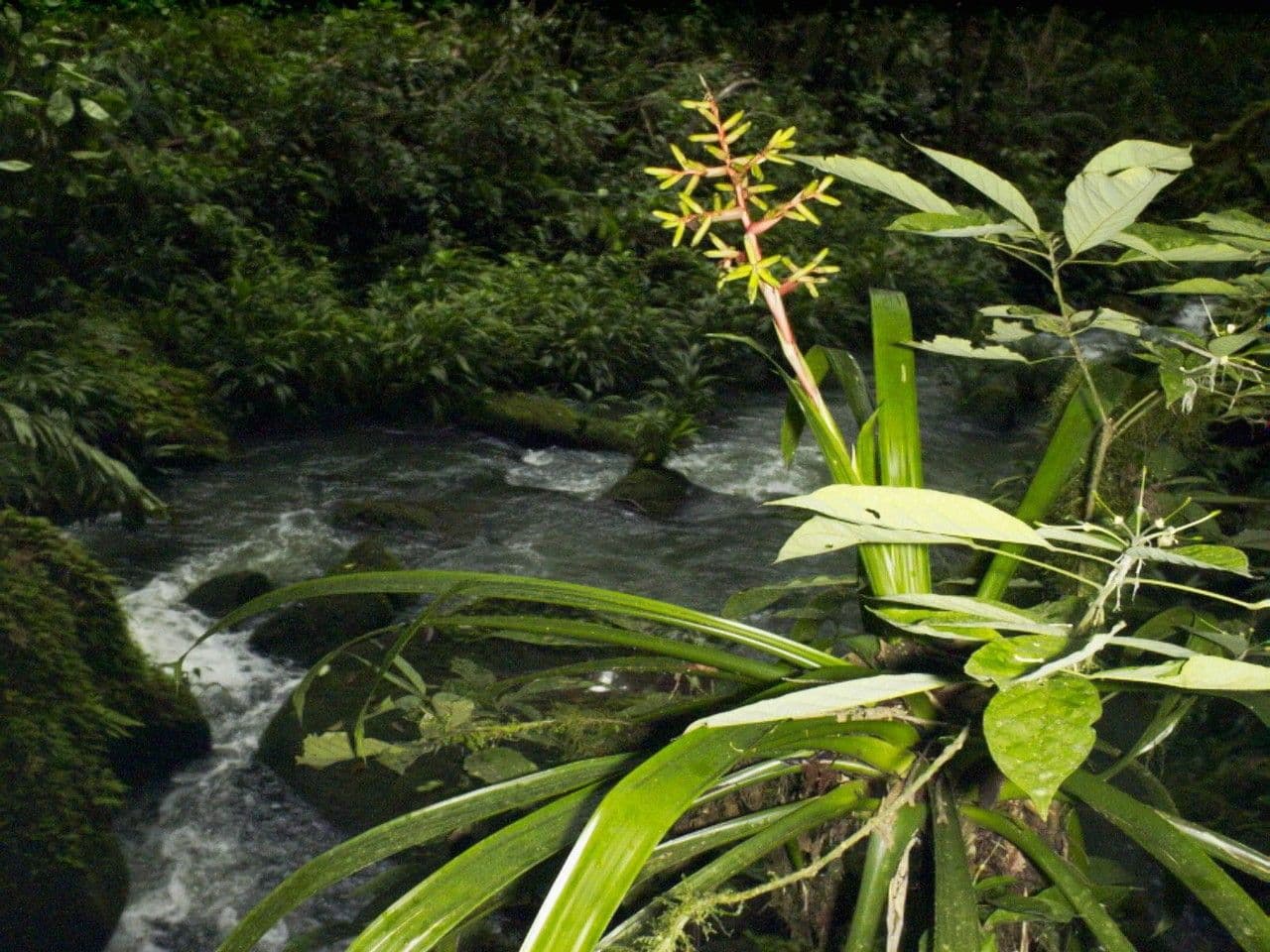 Guzmania di Scherzer 6