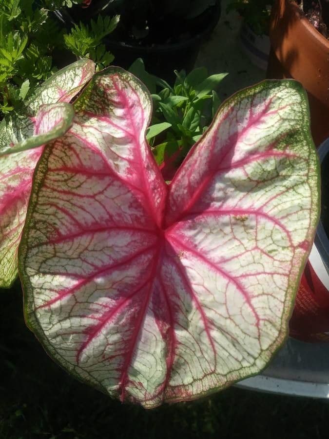 Caladium 16