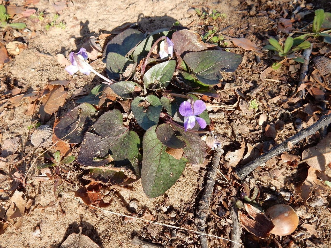 Violette velue 3