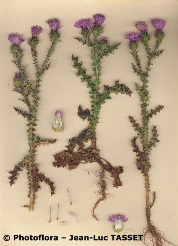 Vielstacheliger Distel 3