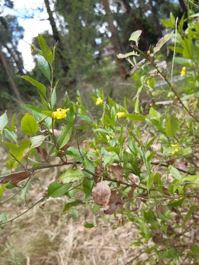 Goodenia ovata 3