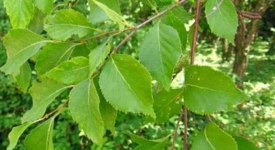 Betulla nera asiatica 2