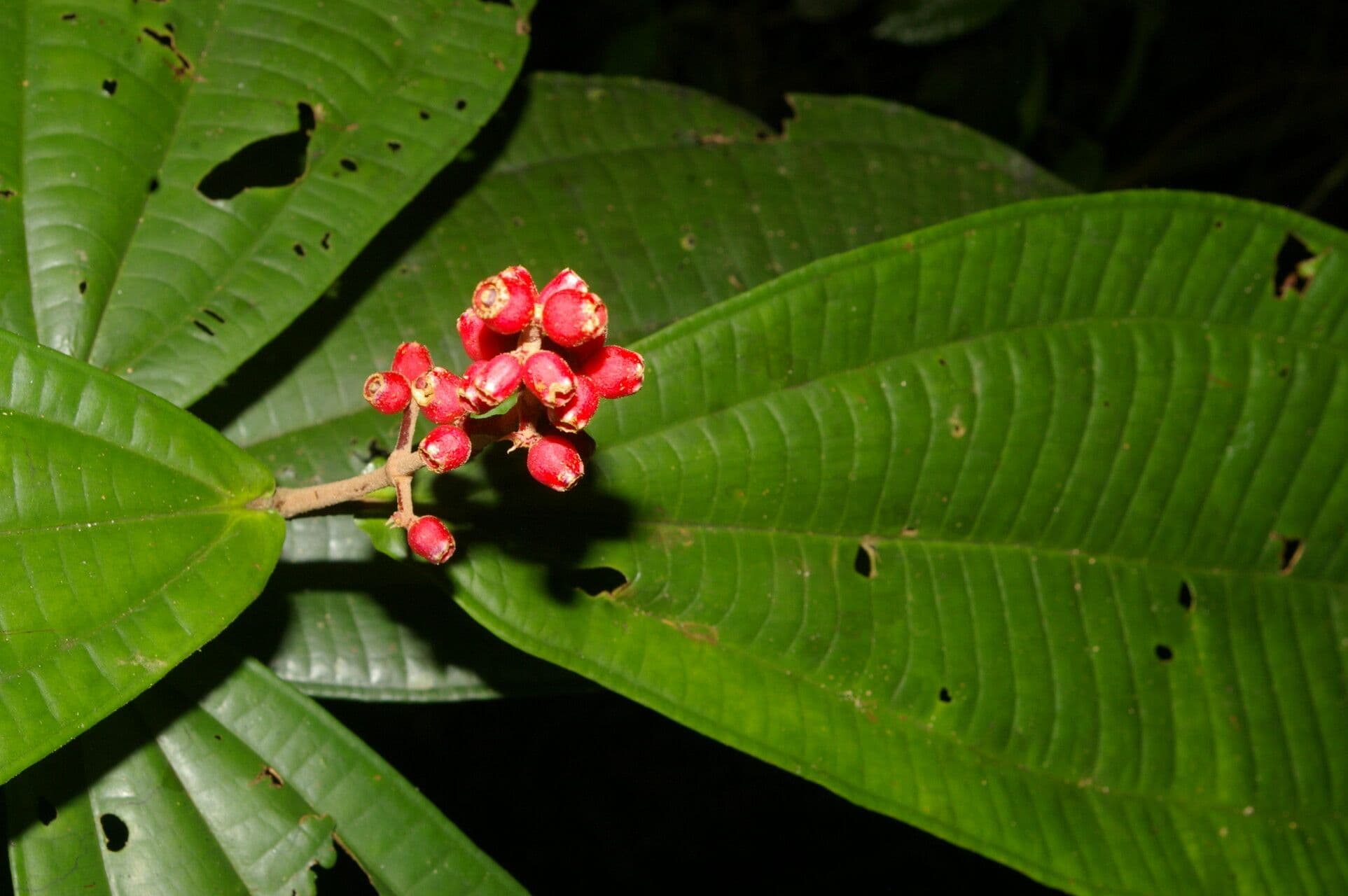 Miconia 6