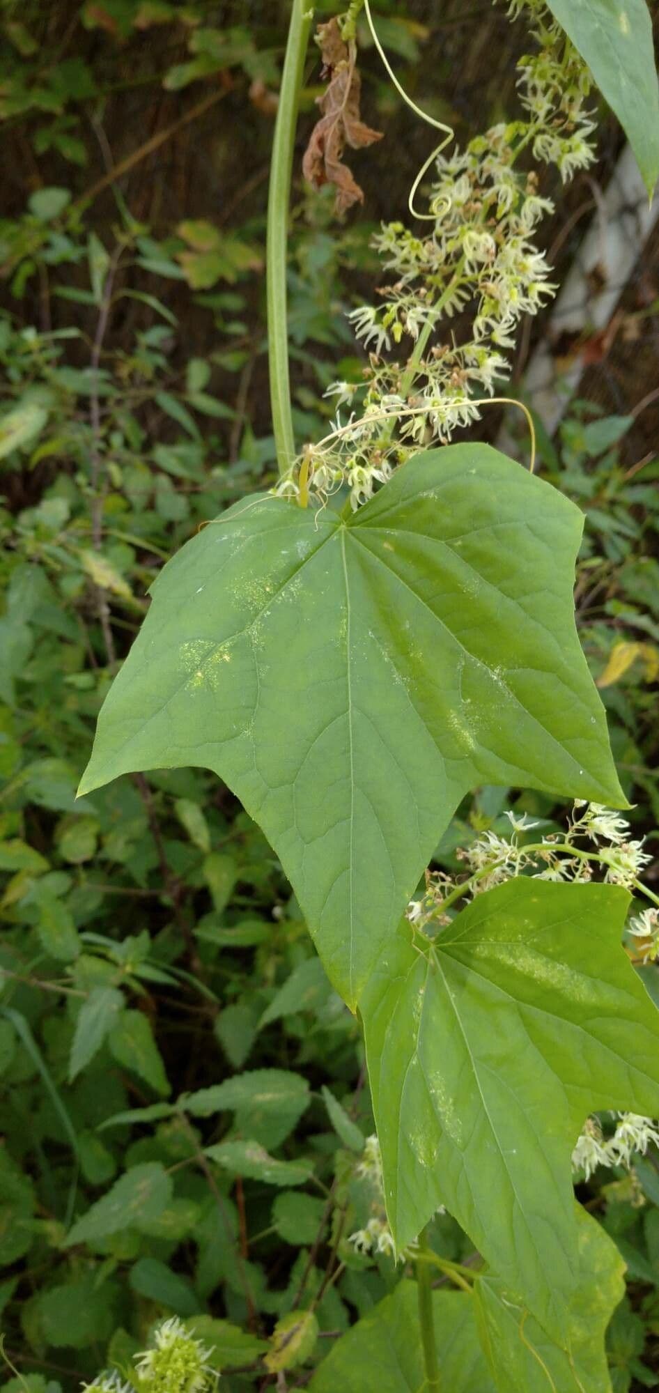 Zucca spinosa 20