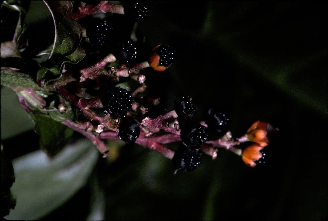 Pleuropetalum 2