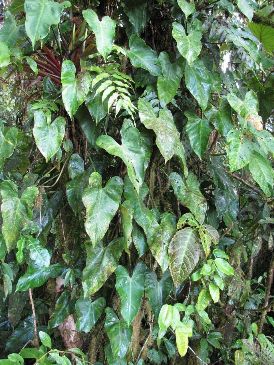 Filodendro