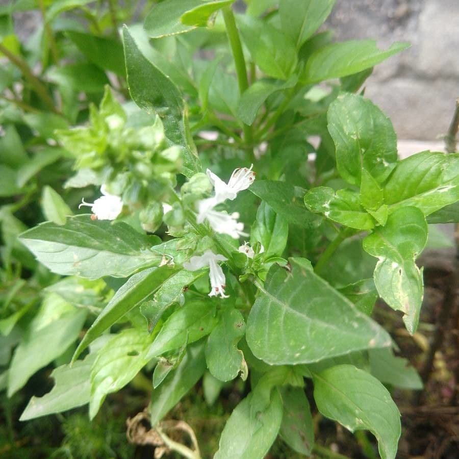 Basilico 4