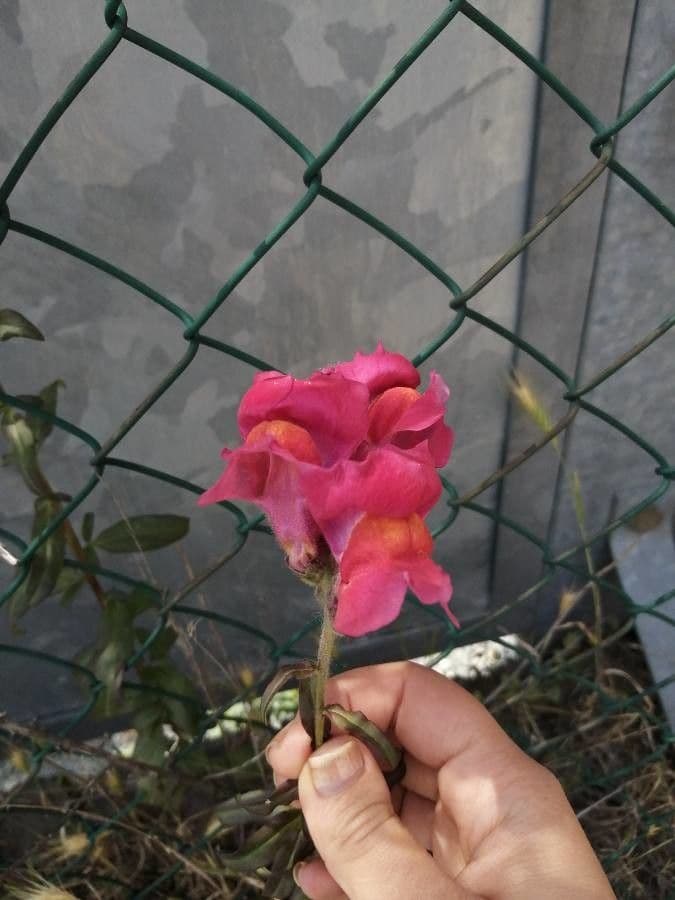 Bocca di leone comune 23