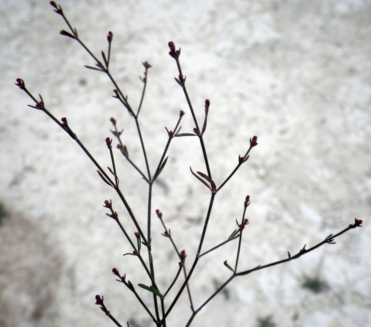Asperula