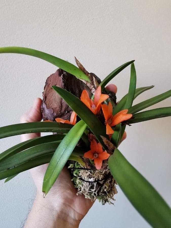 Ceratostylis reticolata 4