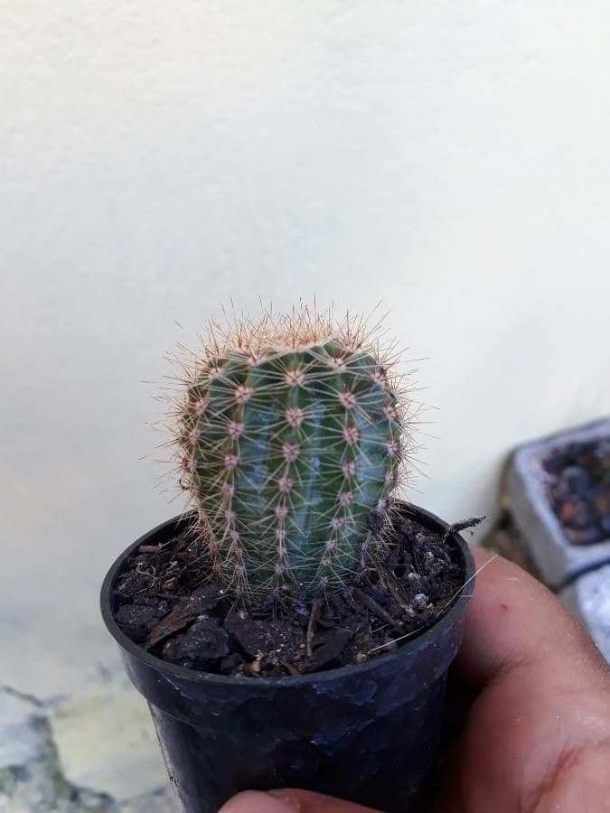 Cactus pettine 2