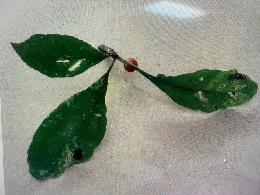 Ilex decidua 17