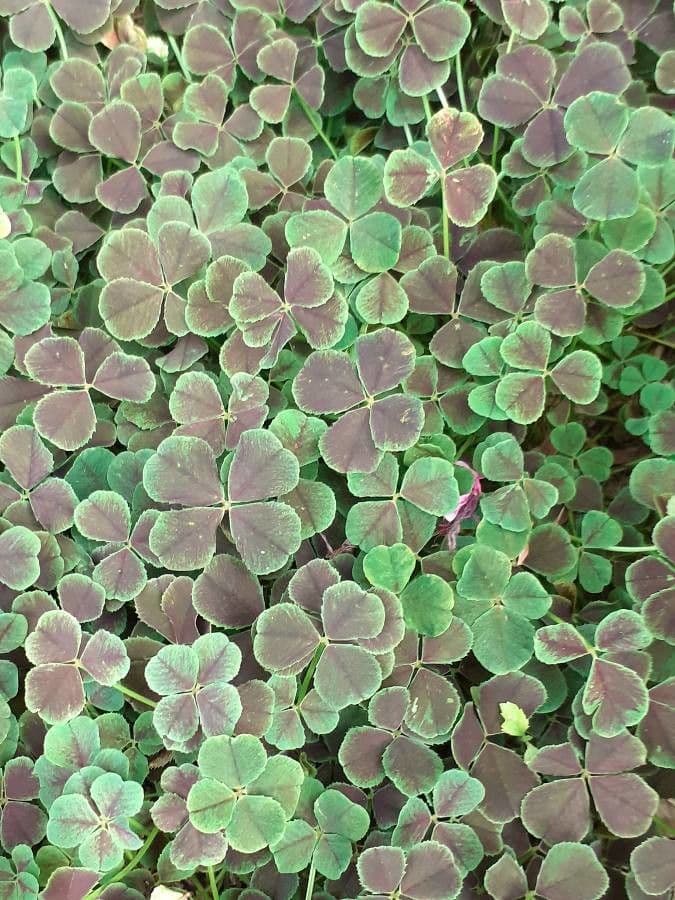 Oxalis pourpre 12