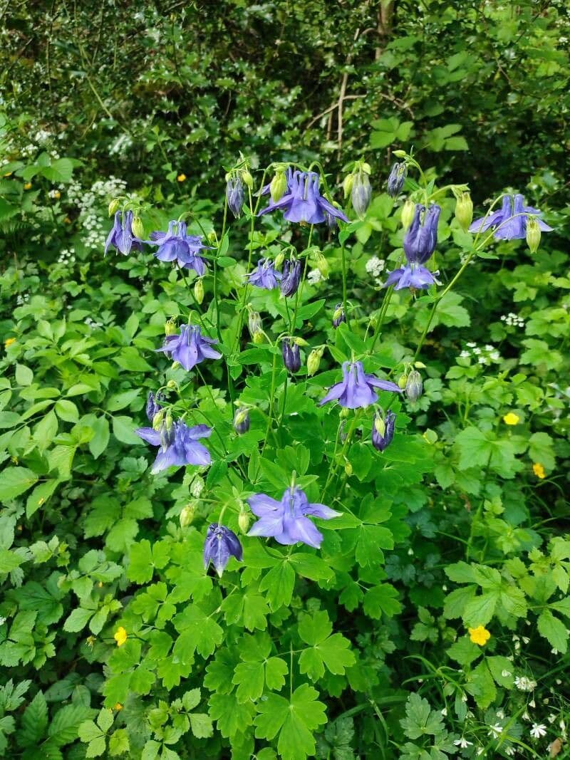Alpine columbine 12