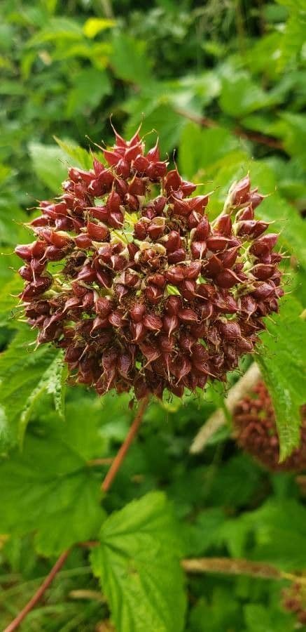 Physocarpus capitatus 4