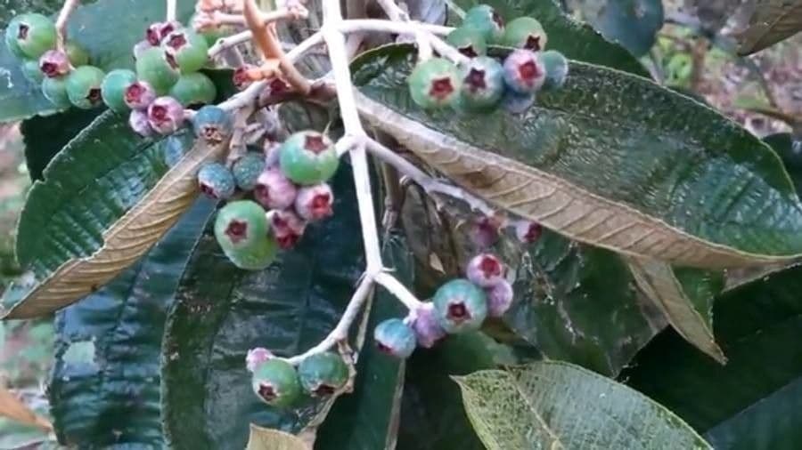 Miconia bianca 4