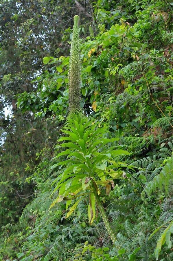 Lobelia 4