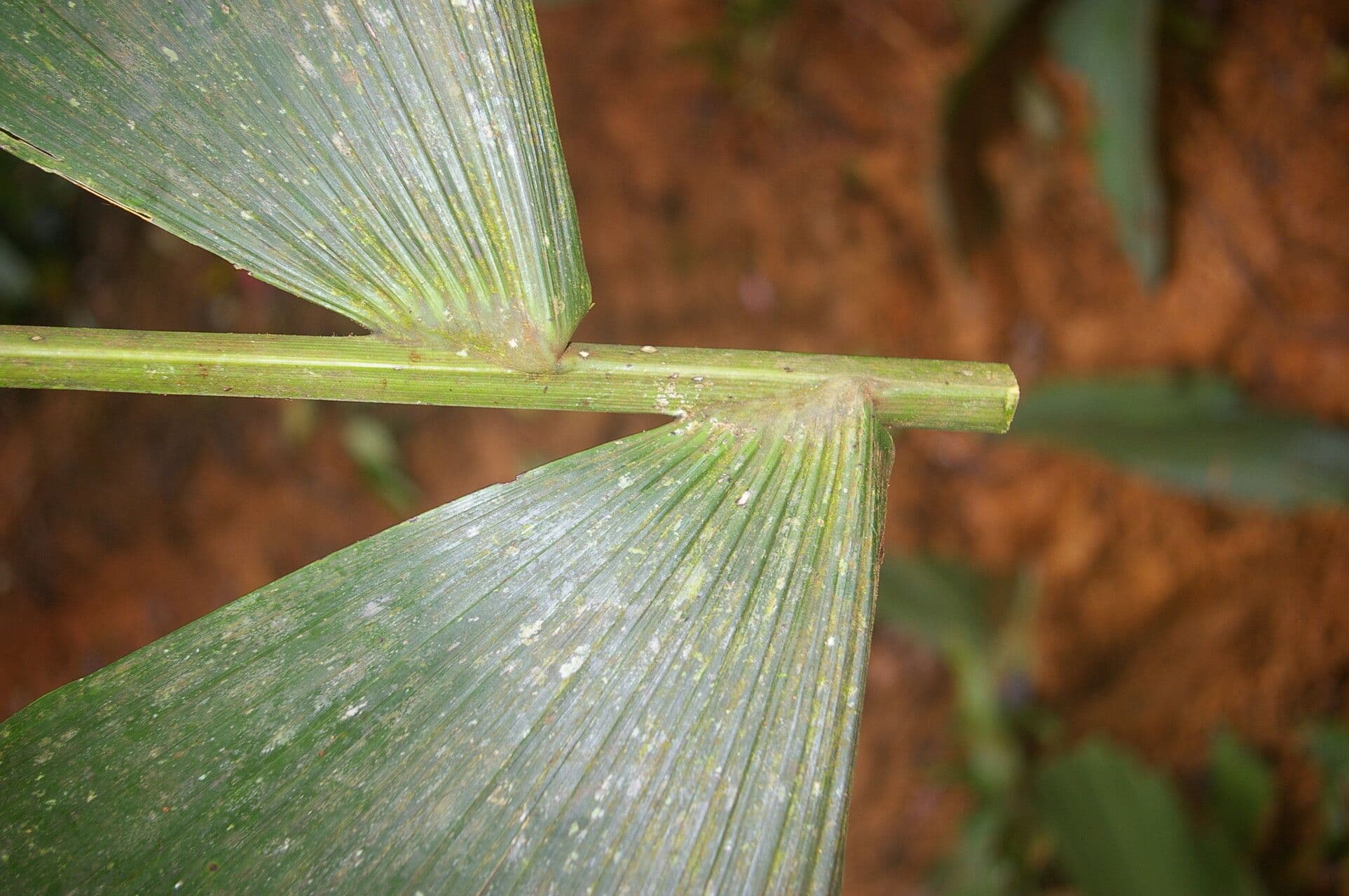 Sokratea naga 5