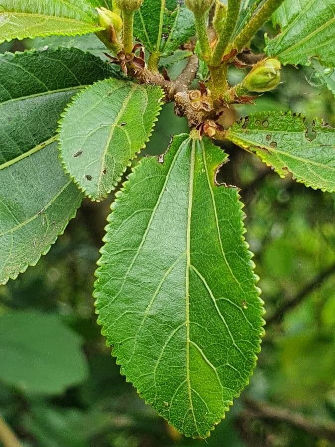 Grewia 12