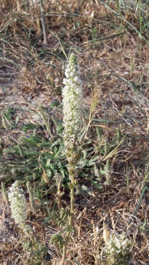 Reseda bianca 21