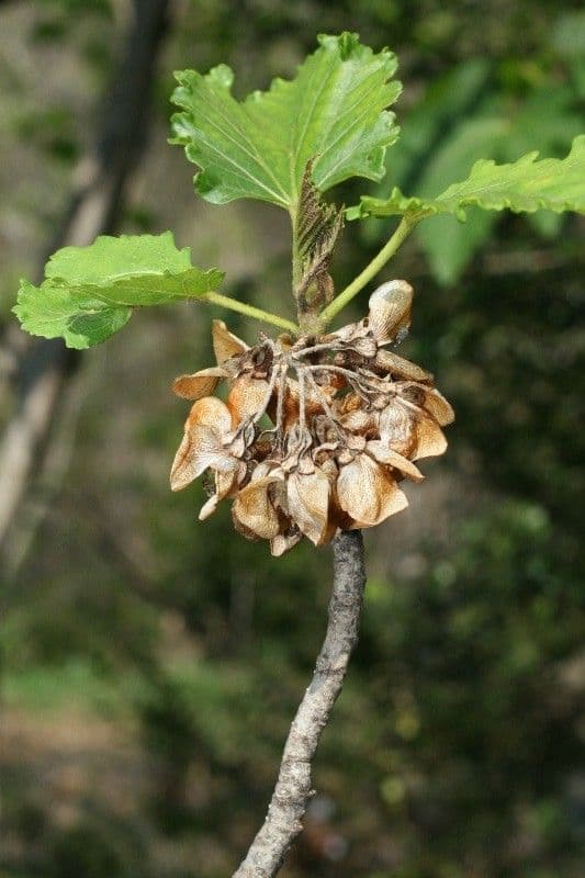 Dombeya 4