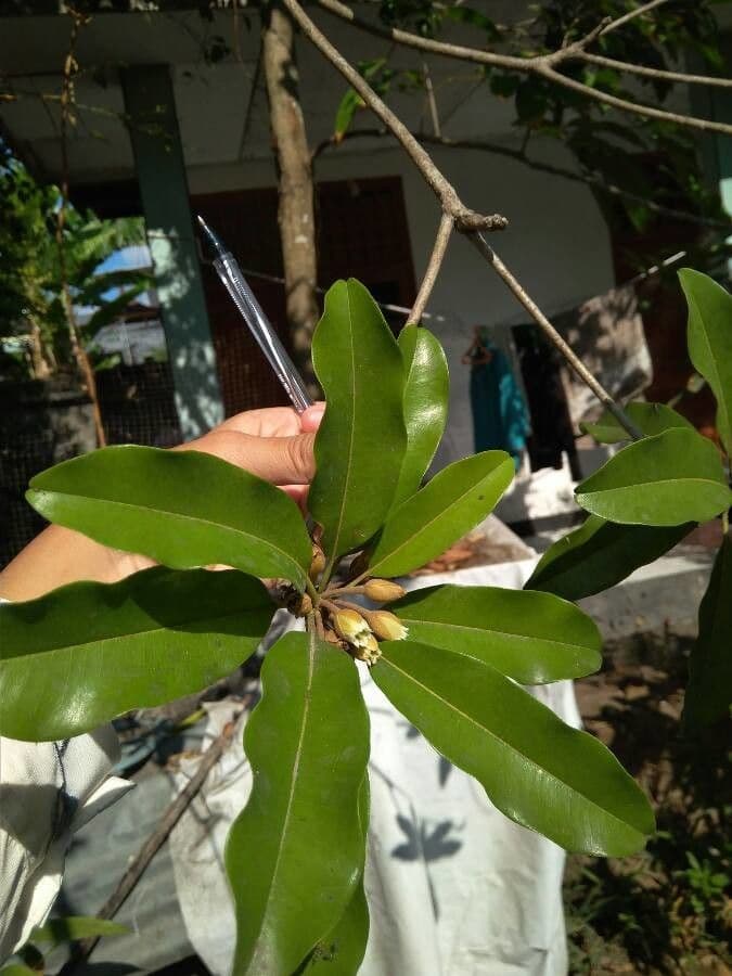 Mamey 8