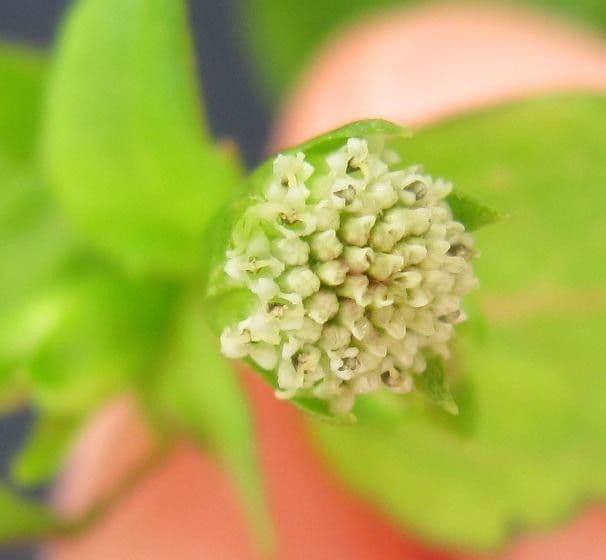 Isocarpha 2